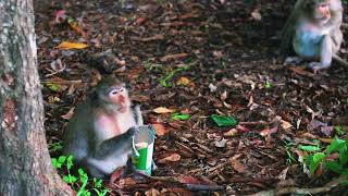 A monkey is eating crisp [upl. by Stovall]