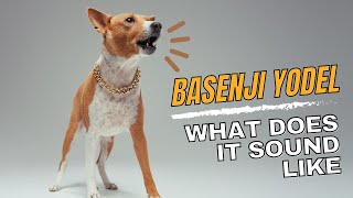 Basenji Yodel  Sound amp Explanation [upl. by Fairlie963]