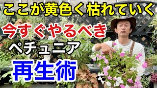 【超回復】ペチュニアを秋まで咲かせる3つの作業 【カーメン君】【園芸】【ガーデニング】【初心者】 [upl. by Noitna]