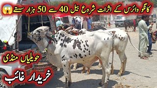 Pure Desi And Beautiful Bulls Latest Prices On Havelian Maweshi Mandi By My Life Channel [upl. by Annua]