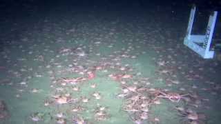 Crabs everywhere A mystery caught on camera [upl. by Boutis]