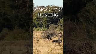 AFRICAN LION PRIDE HUNTSYouTube [upl. by Dlanger]