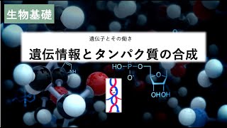 11生物基礎「遺伝情報とタンパク質の合成」2023 [upl. by Nosae]