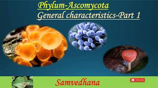 PhylumAscomycota General characteristics [upl. by Inaniel183]