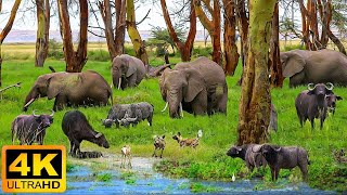 4K African Wildlife Chimanimani National Reserve Mozambique With Real Sounds in Video 4K [upl. by Stearn]