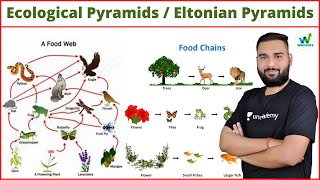 27 Food chain and Food web in Ecosystem Ecological pyramids Eltonian Pyramid [upl. by Aihsenrad]