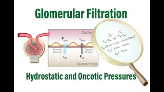 How Glomerular Filtration Rate is Determined by Hydrostatic and Oncotic Pressures [upl. by Eniamrahc]