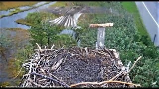 Barnegat Light Osprey Cam chick band no 46K sustaining high winds then flies off nest 09062019 [upl. by Ezra]