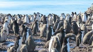 Chinstrap Penguins Gone Wild A Predator a Petrel is Found In the Group They Peck Into Action [upl. by Deeraf]