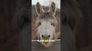 Learn About Donkeys 🐴  Animal Facts For Kids [upl. by Nay]