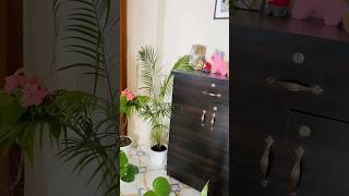 New Indoor plant care indoorplants fypシ゚ reelsvideoシ plantlove 2024goals [upl. by Eittak]