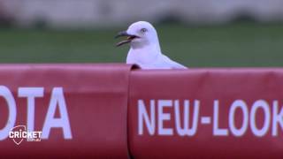 The Curious Case of Sammy Seagull [upl. by Fonda]