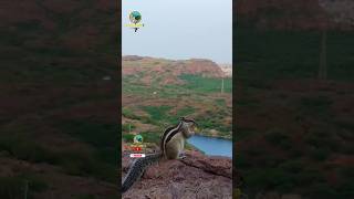 nature 🐿️ shorts gileri shidhi nath mandir trending viral short [upl. by Anned]