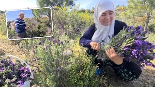 İLTİHAPLANMAYA ENGEL OLAN BAĞIŞIKLIK GÜÇLENDİREN DOĞANIN ŞİFALI BİTKİSİ MUCİZE KARABAŞ OTU TOPLADIK [upl. by Nayrbo]