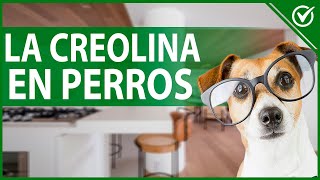 🐶 ¿Qué es y Para qué Sirve la Creolina en los Perros ¿Es Tóxica 🐶 [upl. by Patrica903]