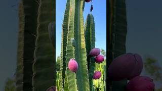 Night  Blooming Cactus What Do You Call This Fruit satisfying shot [upl. by Stiles]