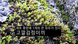 고깔검정이끼 Leskea polycarpa Ehrh ex Hedw [upl. by Kantor]