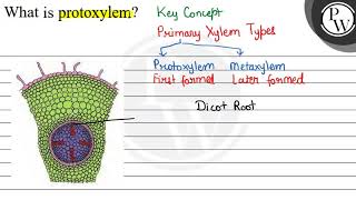 What is protoxylem W [upl. by Alison]