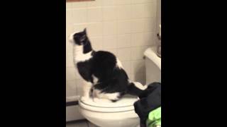 Cat flushing toilet [upl. by Cicely]