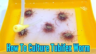 How to culture tubifex worms  Culturing Tubifex At Home [upl. by Per]