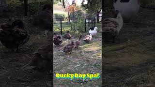 Duck Day Spa  Primp To Perfection ducks ducky 🦆☀️ [upl. by Bartolemo]