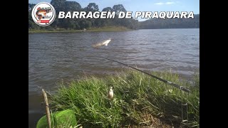 PESCA DE TILÁPIAS NA BARRAGEM 1 DE PIRAQUARA ESTA SAÍDO AS GRANDES [upl. by Squier]