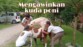 Lihat Cara Mengawinkan Kuda Poni Di Santosa Stable Semarang [upl. by Neral200]