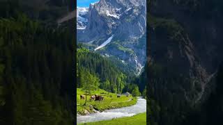 Swiss Countryside’s life travel swissexplorers switzerland [upl. by Sugirdor509]