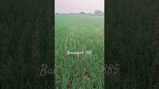 banspati 1885 farming song newsong news hindisong hitsong punjabisong funny dhaan pubg [upl. by Francis873]