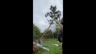 Felling Eucalyptus Trees Without Hitting the Greenhouse [upl. by Jowett844]