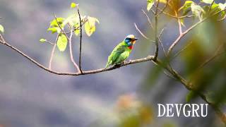 五色鳥 Blackbrowed Barbet [upl. by Holloway846]