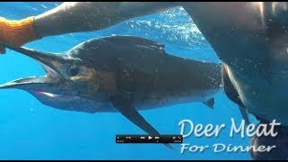 Doomed Sailfish rescued from Longline by Freediver [upl. by Elocan]