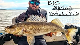 Catching TONS of Big Spring Walleyes on Minnesota Opener [upl. by Norling]