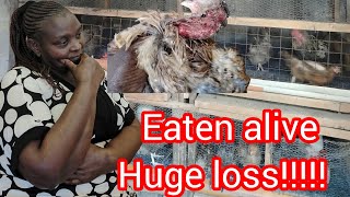 CANNIBALISM CAUSES  PREVENTION IN POULTRY [upl. by Amapuna452]