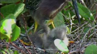 Green Heron on nest with new born chicks [upl. by Hazen]