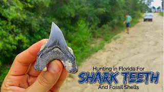 Shark Week 2018 Shark Tooth Hunting in Florida  Megalodon Parotodus Benedeni Fossil Junonia [upl. by Saenihp253]