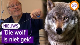 Meerderheid Kamer wil wolf steriliseren [upl. by Ayin]