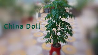 China Doll plant  Radermachera sinica plant  Indoor and Outdoor plant  Easy to grow Plant [upl. by Winer]