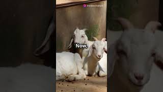 Fainting Goats The Adorable Truth Behin [upl. by Eiuqram668]