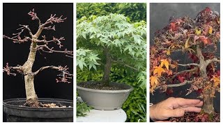 Bonsai Japanischer Ahorn von 202124 Acer Palmatum  Haltung Gestaltung und Pflege [upl. by Ahsirt]