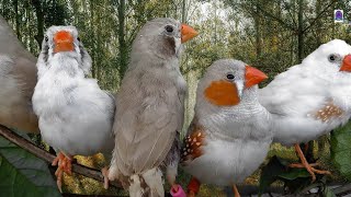 Zebra finch singing  Birds sounds [upl. by Itsuj845]