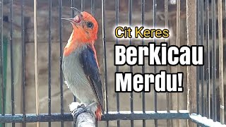 SUARA BURUNG KEMADE BURUNG TALOKAN GACOR JANTAN [upl. by Brouwer982]