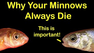 How to Keep Bait Minnows Alive at Home amp 6 Reasons They Die [upl. by Naibaf]