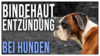 Knallrote Augen  Hochansteckend Bindehautentzündung beim Hund  TGH 466 [upl. by Adebayo]