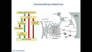 Vídeo Clase Golgi y Lisosomas parte I [upl. by Myk569]