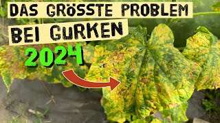 Jetzt schnell handeln Flecken auf Gurkenblättern  Falscher Mehltau oder Gurken Mosaik Virus [upl. by Wilmott]