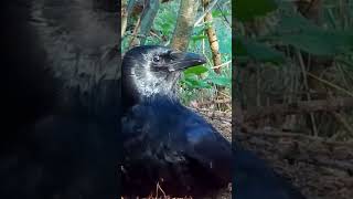 Why crow take treatment from ant  facts animals birds ant [upl. by Seana]