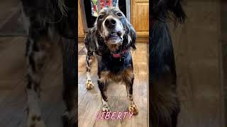 Beirl’s English setters Liberty englishsetter [upl. by Nosnah]