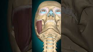 Masseter action Mandible protraction anatomy [upl. by Enrobso]