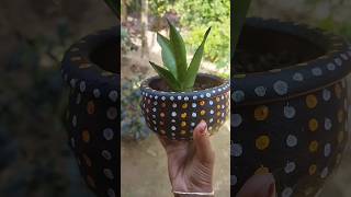 Snake Plant 🌿Sansevieria Moonshine Plant 🌿 Propagation 🌱shortsyoutubesnakeplantsansevieriadiy [upl. by Nappy853]